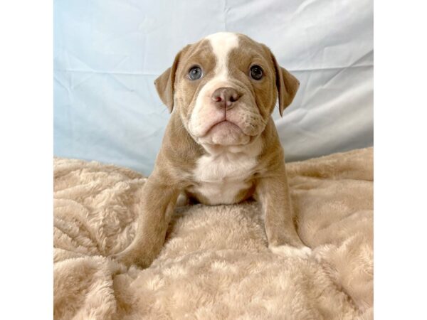 Old English Bulldog DOG Female LILAC TRI 6601 Petland Ashland, Kentucky