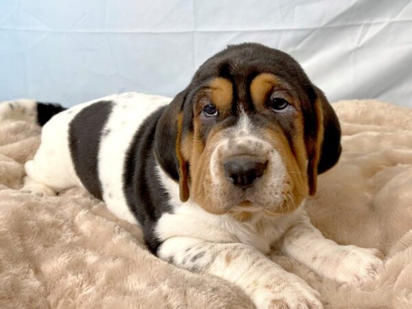 Walrus DOG Female TRI 6599 Petland Ashland, Kentucky