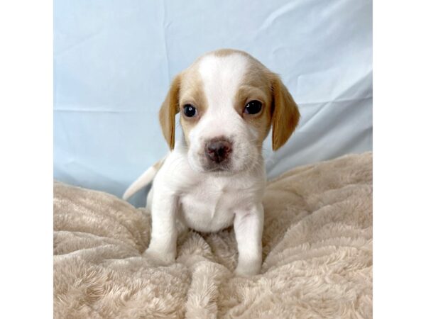 Beagle DOG Male Lemon / White 6598 Petland Ashland, Kentucky