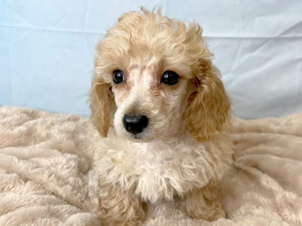 Poodle-DOG-Female-Apricot-6597-Petland Ashland, Kentucky