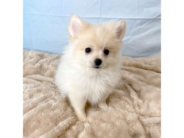 Pomeranian DOG Male Cream 6596 Petland Ashland, Kentucky