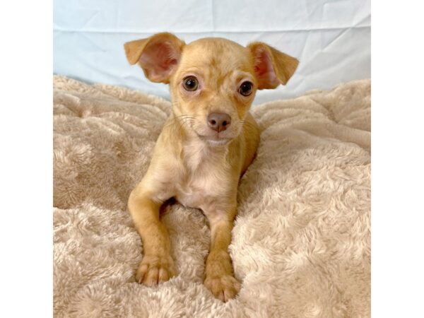 Chihuahua DOG Male Fawn Brindle 6592 Petland Ashland, Kentucky