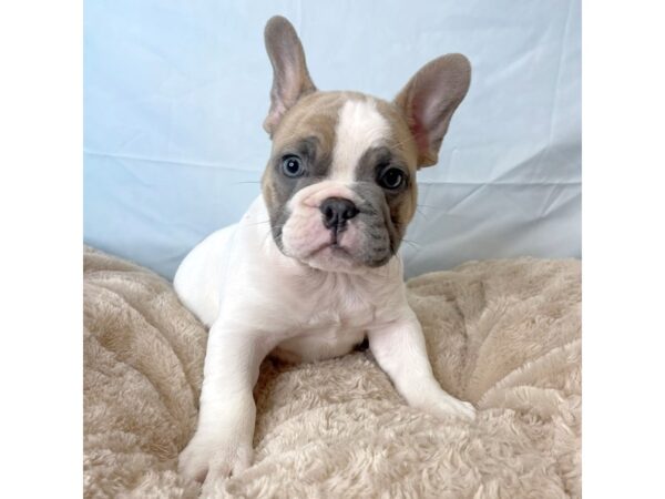 Mini Bulldog-DOG-Male-Blue Fawn/ white-6585-Petland Ashland, Kentucky