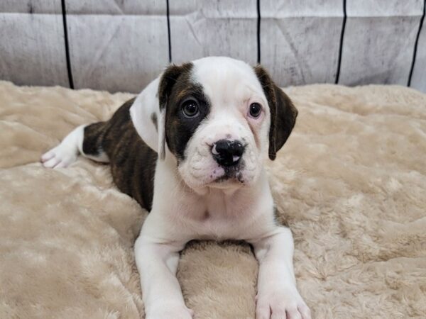 Bull Puggle-DOG-Female-BRN WH-6600-Petland Ashland, Kentucky