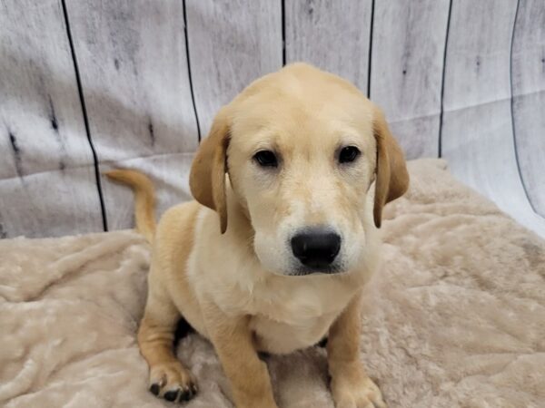 Labrador Retriever DOG Male Yellow 6589 Petland Ashland, Kentucky