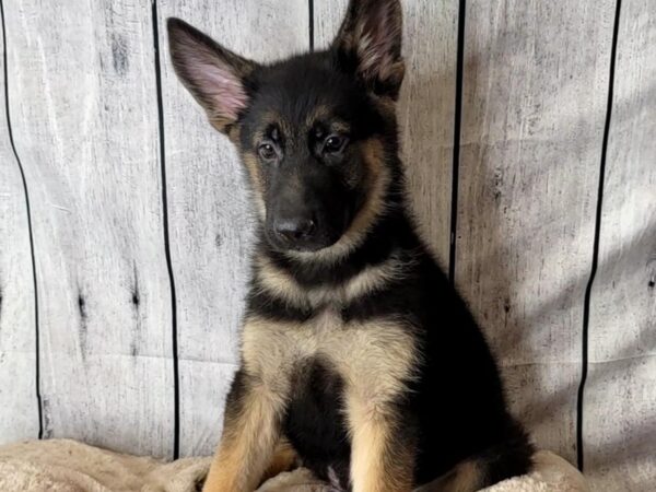 German Shepherd Dog DOG Male Black / Tan 6594 Petland Ashland, Kentucky