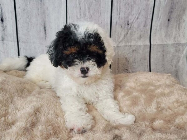 ShizaPoo DOG Male White Black / Tan 6591 Petland Ashland, Kentucky