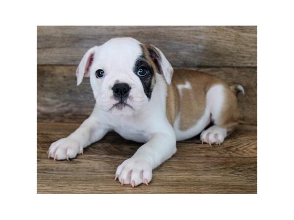 Bulldog DOG Male Red / White 6616 Petland Ashland, Kentucky