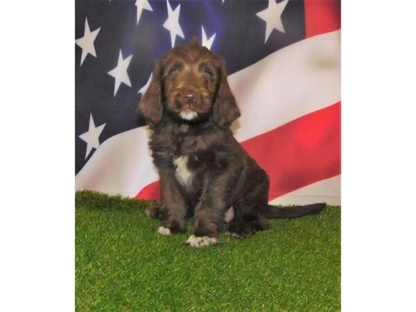 Labradoodle DOG Female Chocolate 6625 Petland Ashland, Kentucky