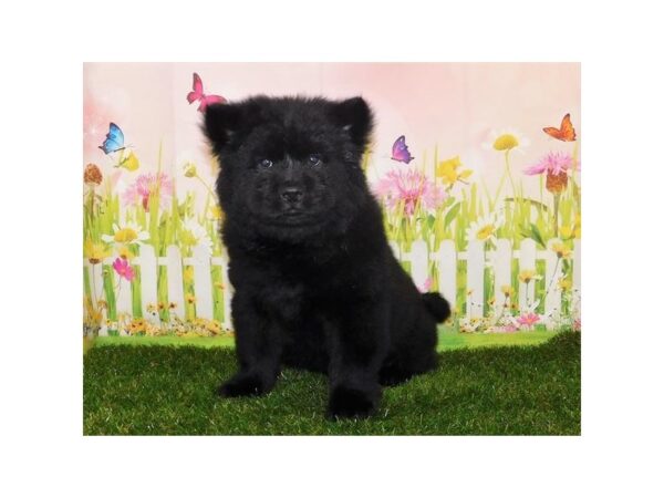 Chow Chow-DOG-Male-Black-6626-Petland Ashland, Kentucky