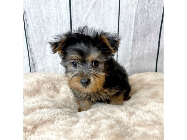 Silky Terrier DOG Male Black / Tan 6623 Petland Ashland, Kentucky