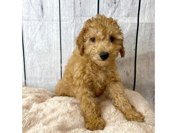 Poodle DOG Male Red 6622 Petland Ashland, Kentucky