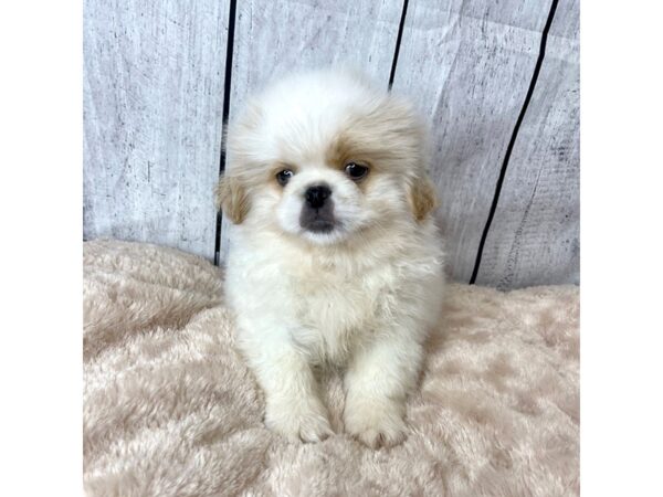 Pekingese DOG Male Cream 6621 Petland Ashland, Kentucky