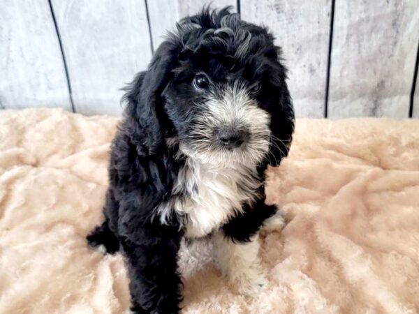 Sheepadoodle Mini-DOG-Male-Black / White-6617-Petland Ashland, Kentucky