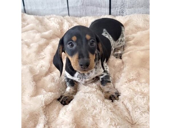 Dachshund DOG Male BLACK TAN 6613 Petland Ashland, Kentucky