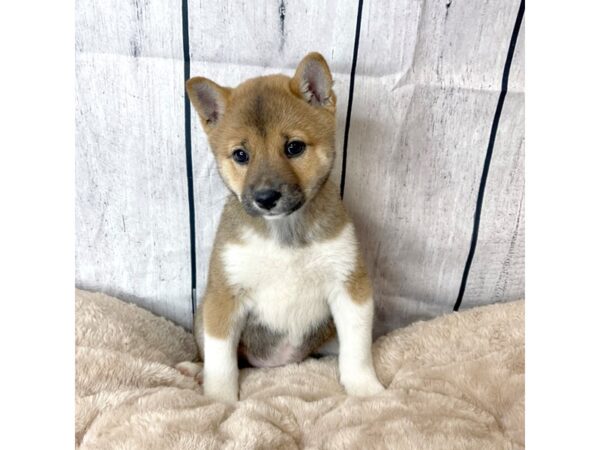 Shiba Inu DOG Female Red Sesame 6611 Petland Ashland, Kentucky