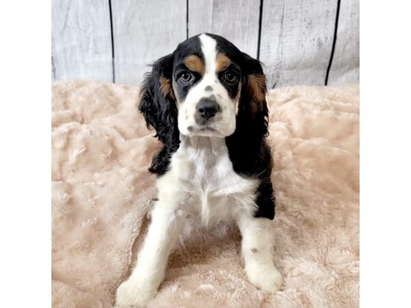 Cocker Spaniel DOG Male Black White / Tan 6610 Petland Ashland, Kentucky