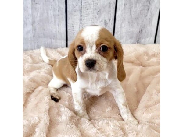 Beagle/Cavalier King Charles Spaniel-DOG-Female-Blenheim-6609-Petland Ashland, Kentucky