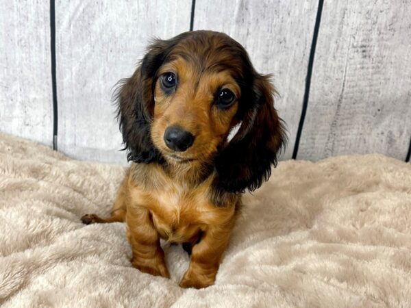 Dachshund DOG Female Wild Boar 6607 Petland Ashland, Kentucky