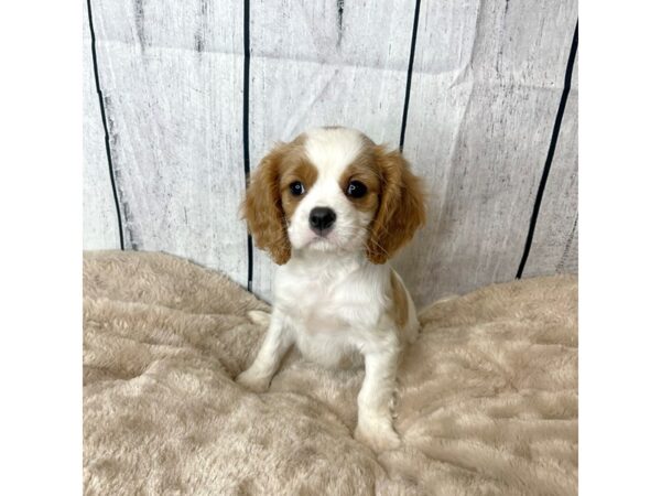 Cavalier King Charles Spaniel DOG Female Blenheim 6606 Petland Ashland, Kentucky