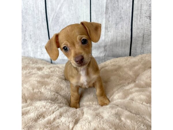 Chiweenie DOG Male Red 6605 Petland Ashland, Kentucky