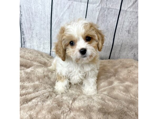 Cavachon-DOG-Male-Blenheim-6604-Petland Ashland, Kentucky