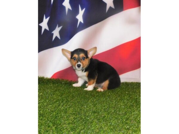 Pembroke Welsh Corgi DOG Male Black 6630 Petland Ashland, Kentucky