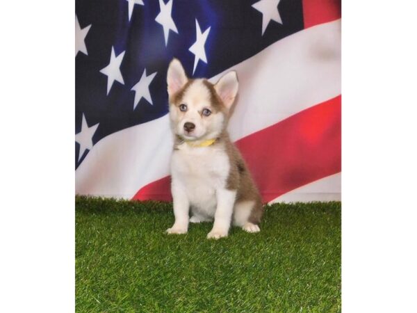 Pomsky DOG Female Red / White 6631 Petland Ashland, Kentucky