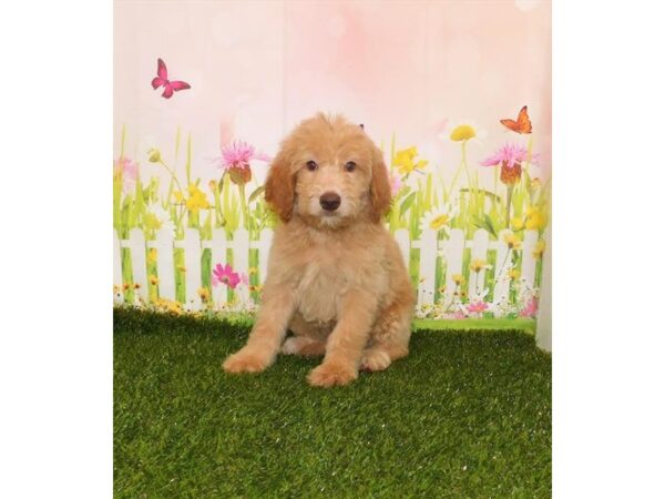 Goldendoodle 2nd Gen DOG Male Cream 6629 Petland Ashland, Kentucky