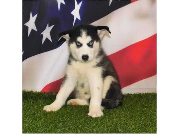 Siberian Husky DOG Female Black / White 6628 Petland Ashland, Kentucky