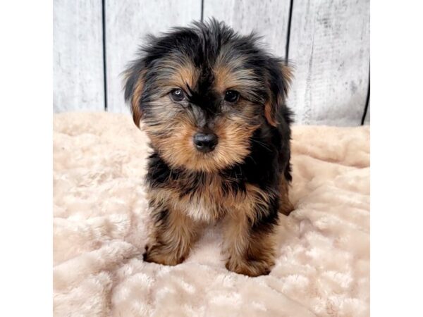 Yorkshire Terrier DOG Male Black / Tan 6638 Petland Ashland, Kentucky