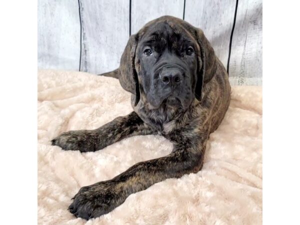 Mastiff DOG Male Brindle 6636 Petland Ashland, Kentucky