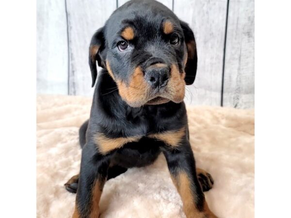 Rottweiler DOG Male Black / Mahogany 6637 Petland Ashland, Kentucky