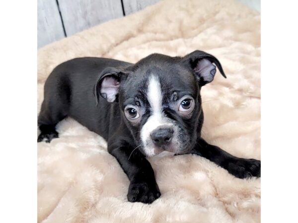 Boston Terrier DOG Male Black / White 6635 Petland Ashland, Kentucky