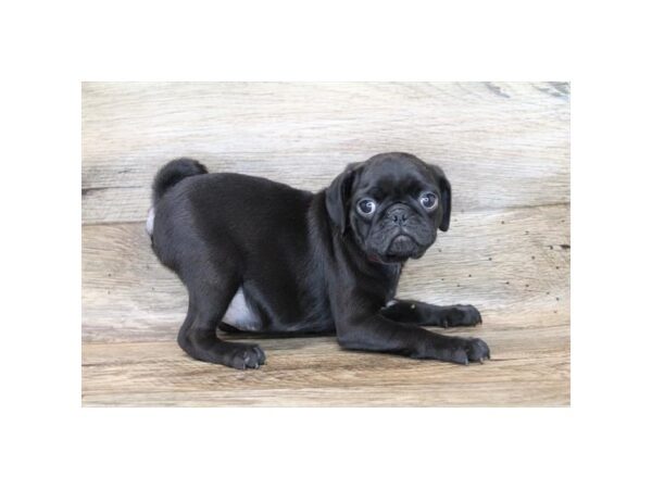 Pug DOG Male Black 6652 Petland Ashland, Kentucky