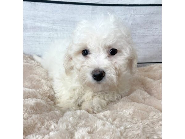 Bichon Frise DOG Male White 6639 Petland Ashland, Kentucky