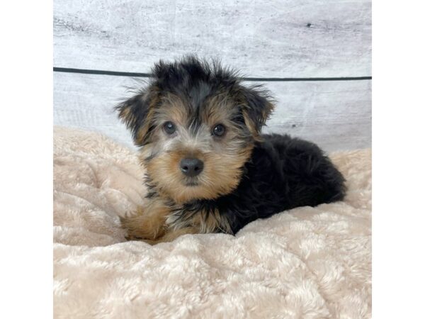 Yorkshire Terrier DOG Male Black / Tan 6641 Petland Ashland, Kentucky