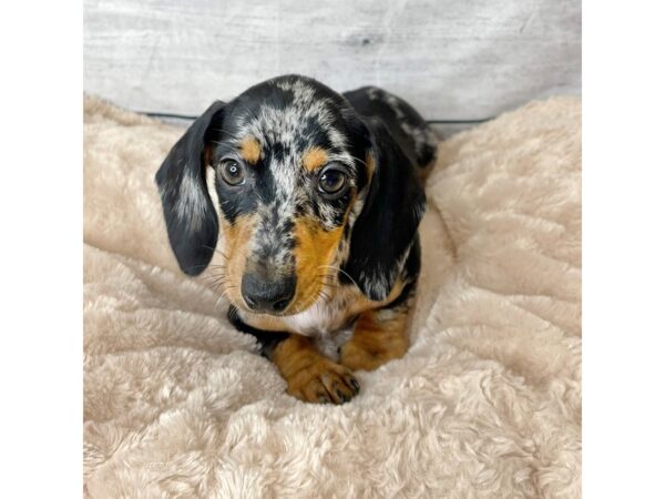 Dachshund DOG Male Black / Tan 6640 Petland Ashland, Kentucky