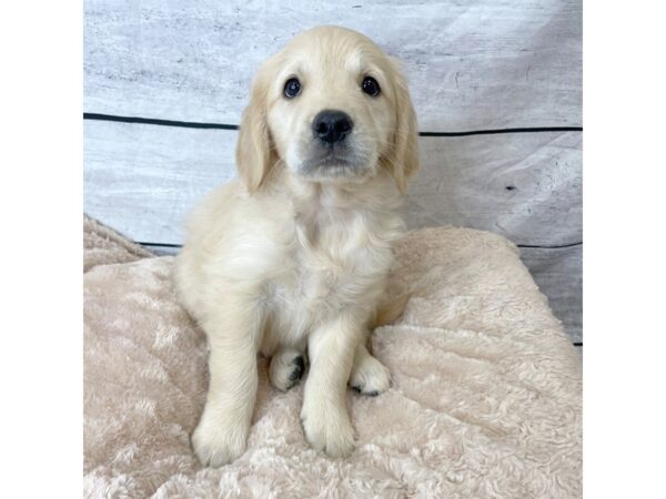 Golden Retriever DOG Female Light Golden 6642 Petland Ashland, Kentucky