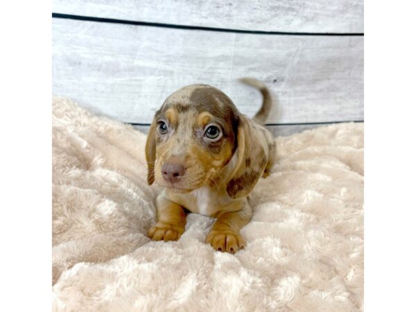 Chiweenie DOG Male Chocolate / Tan 6657 Petland Ashland, Kentucky