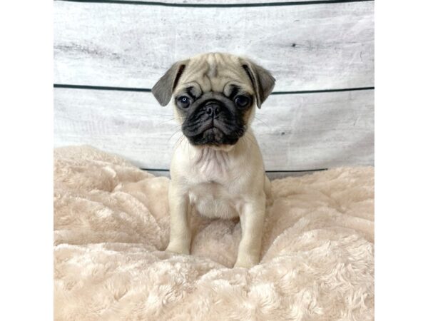 Pug DOG Female Fawn 6651 Petland Ashland, Kentucky