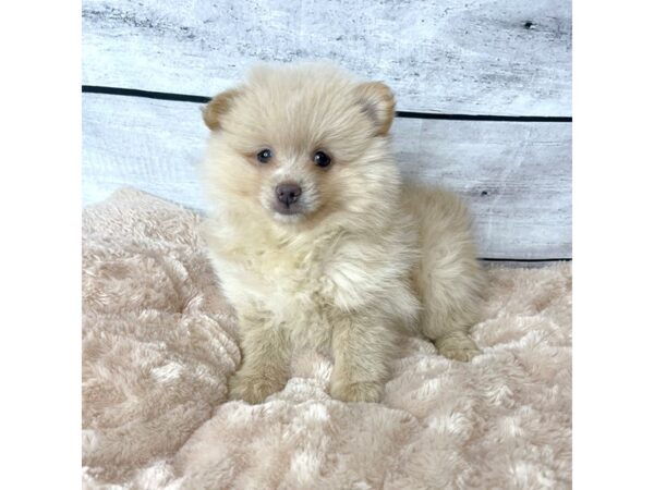 Pomeranian DOG Female Cream 6650 Petland Ashland, Kentucky