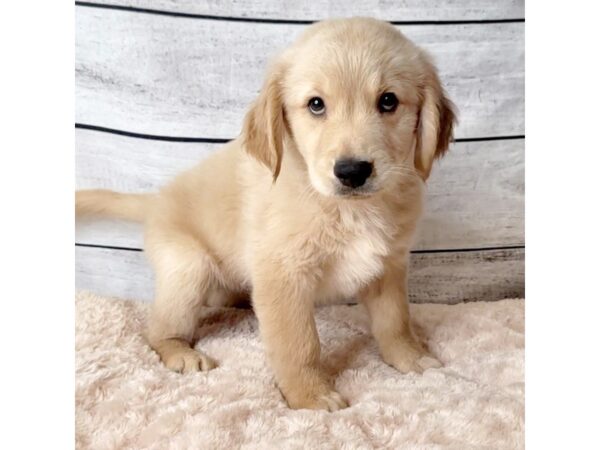 Golden Retriever DOG Male Golden 6645 Petland Ashland, Kentucky