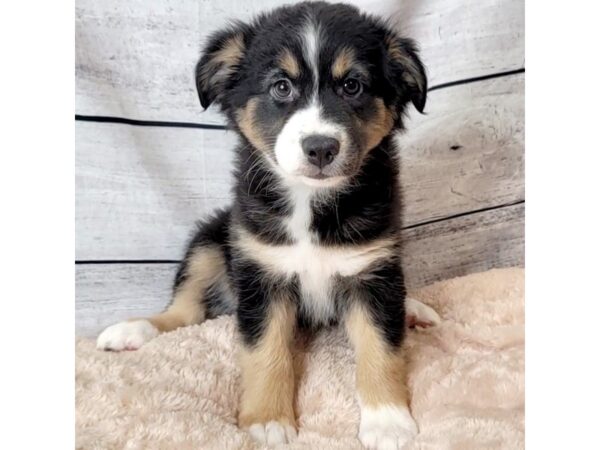 Miniature Australian Shepherd DOG Female Black / Tan 6648 Petland Ashland, Kentucky