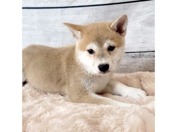 Shiba Inu DOG Female Red Sesame 6653 Petland Ashland, Kentucky