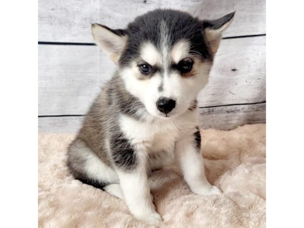 Pomsky DOG Female Black & White 6659 Petland Ashland, Kentucky