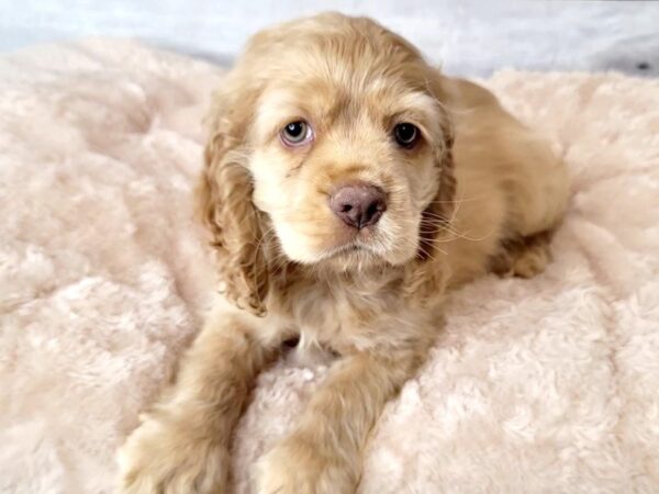 Cocker Spaniel DOG Male Buff 6644 Petland Ashland, Kentucky