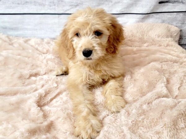 Goldendoodle 2nd Gen-DOG-Female-Golden-6656-Petland Ashland, Kentucky