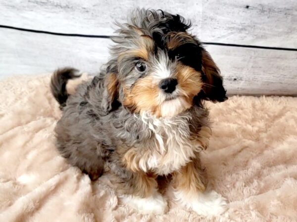 Cavapoo-DOG-Male-Blue Merle-6655-Petland Ashland, Kentucky