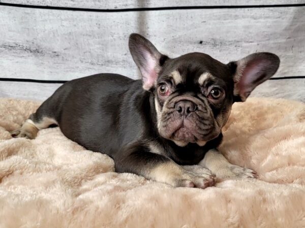 French Bulldog DOG Male Chocolate / Tan 6633 Petland Ashland, Kentucky